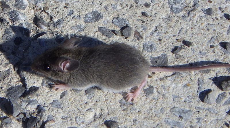 A gray-brown house mouse with large ears and a long thin tail on rough concrete